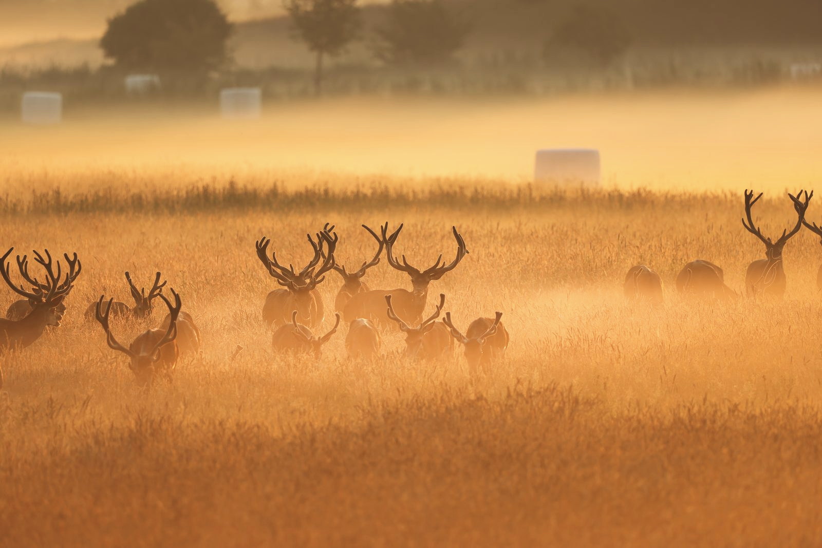 Rotwildrudel im goldenen Morgennebel auf offener Fläche
